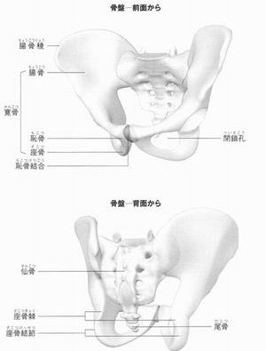 骨盤の基礎知識ー骨盤整体高田馬場施術室