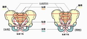 骨盤 の 性差